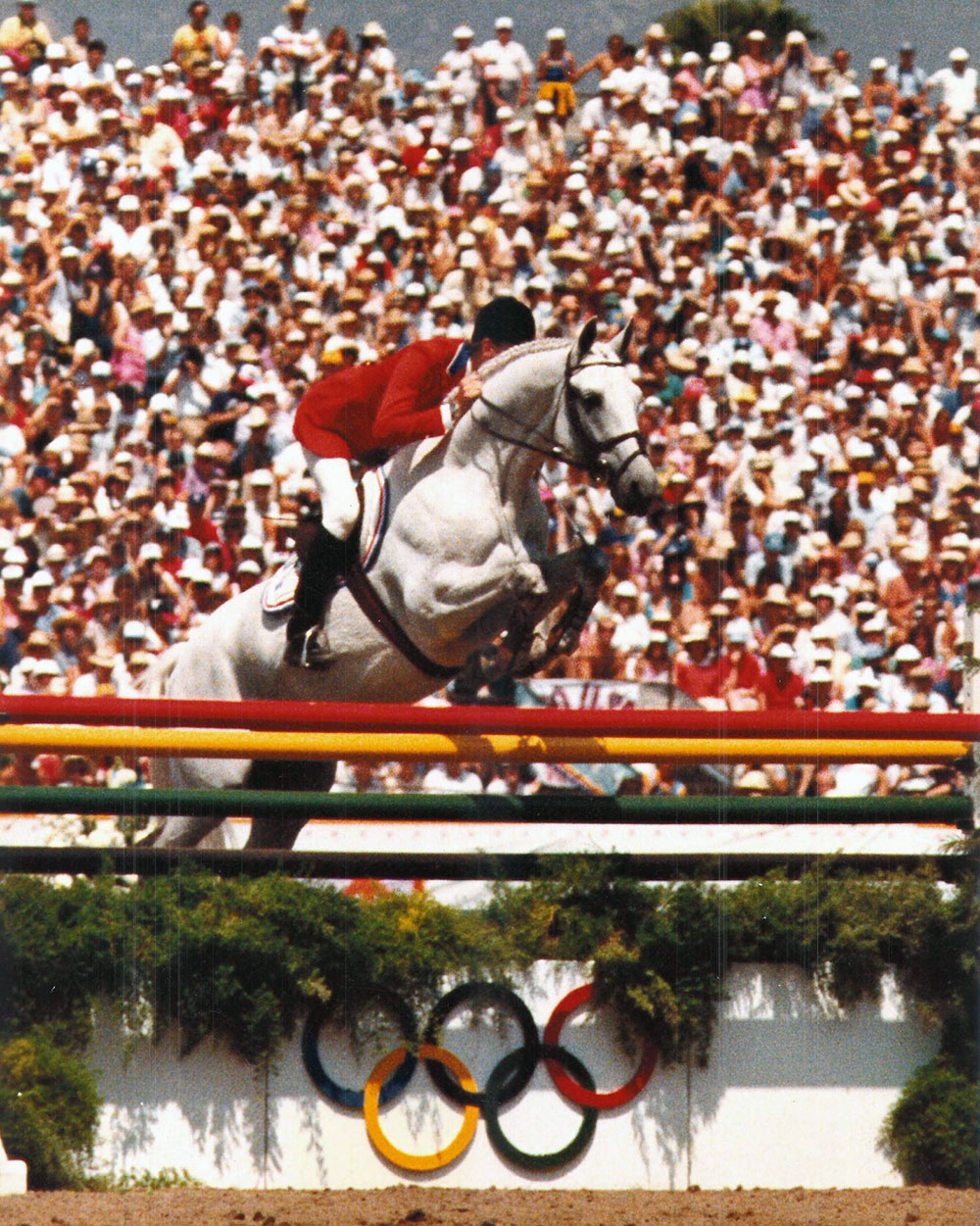 Abdullah - Showjumping Stallion